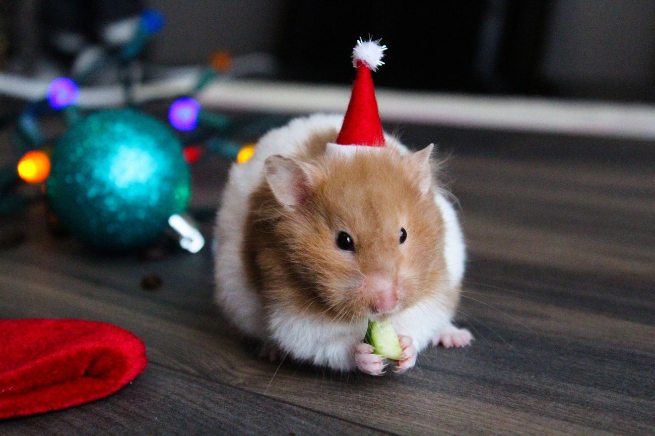 Christmas hamster