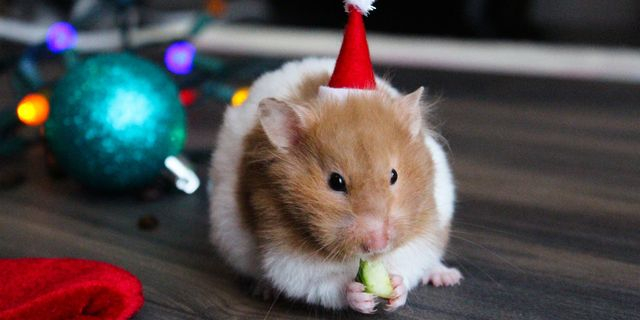 Christmas hamster