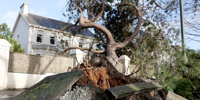 Ένα πεσμένο δέντρο σπάει το πεζοδρόμιο κατά τη διάρκεια της κακοκαιρία Eowyn στο Μπέλφαστ της Βόρειας Ιρλανδίας