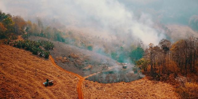 Κατεστραμμένο δάσος μετά από πυρκαγιά (αρχείου)