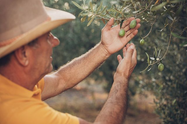 Η Μινέρβα στηρίζει την έρευνα για το μέλλον του ελληνικού ελαιόλαδου 