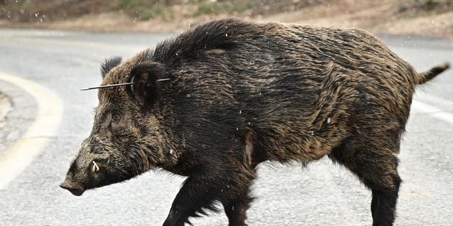 Πάρνηθα: Αγριογούρουνο χτυπήθηκε στο αυτί με βέλος – Εικόνες