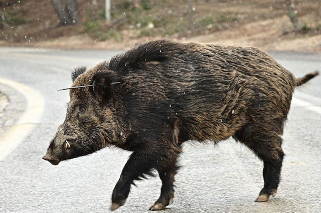 Πάρνηθα: Αγριογούρουνο χτυπήθηκε στο αυτί με βέλος – Εικόνες