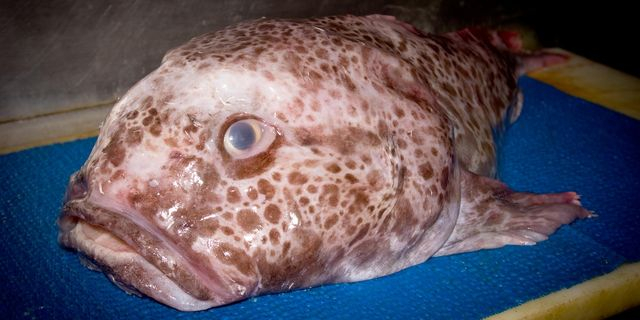 Blobfish: Το ασχημότερο ζώο του κόσμου πήρε την εκδίκησή του