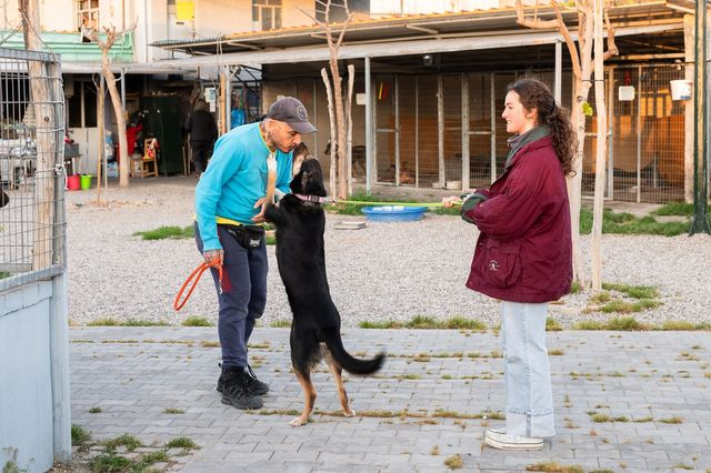 Δήμος Αθηναίων: Η κληρονομιά του ‘Σωκράτη’ για τα αδέσποτα